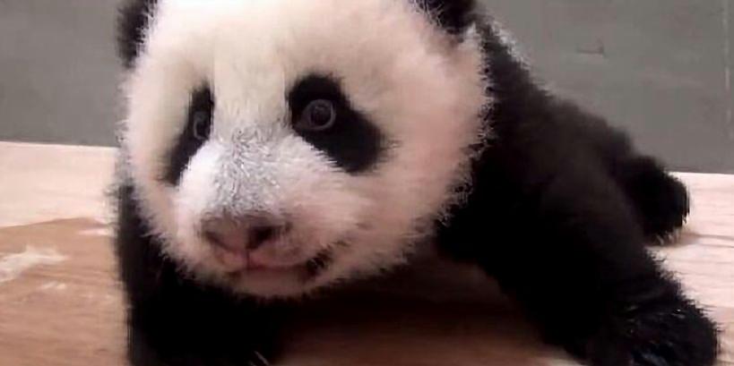 熊猫圆仔最新视频，萌态四溢，冬日暖心瞬间！🐼🎬