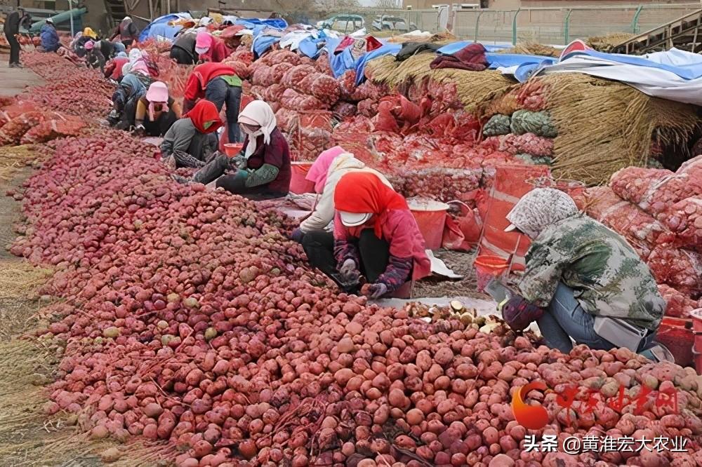 科技引领未来，最新土豆价格行情实时掌握中