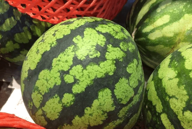 西瓜最新品种及其种植指南