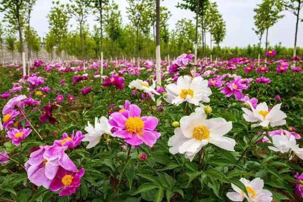 百花改版最新探索，多彩世界的新风貌共赏之旅