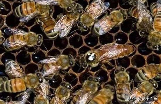 白垩病最新防治策略与方案
