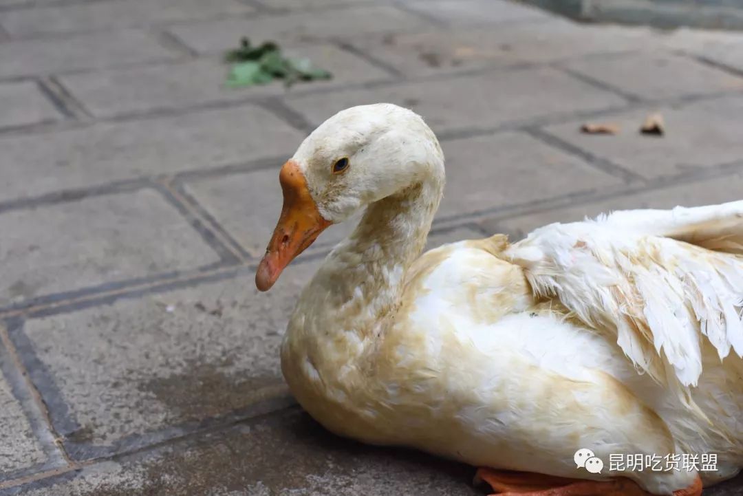 探寻城市美食秘境，最新老鸭窝地址大盘点